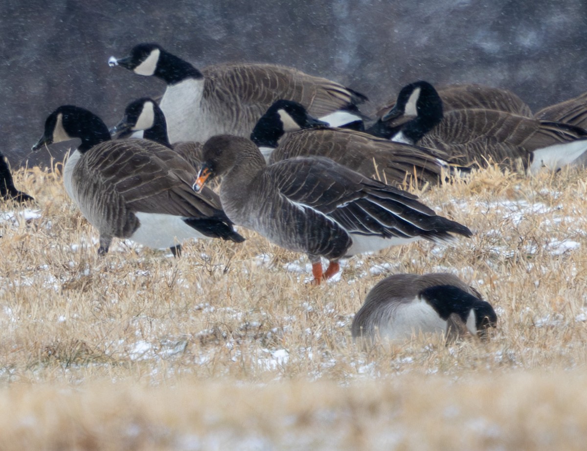 Taiga Bean-Goose - ML628977671