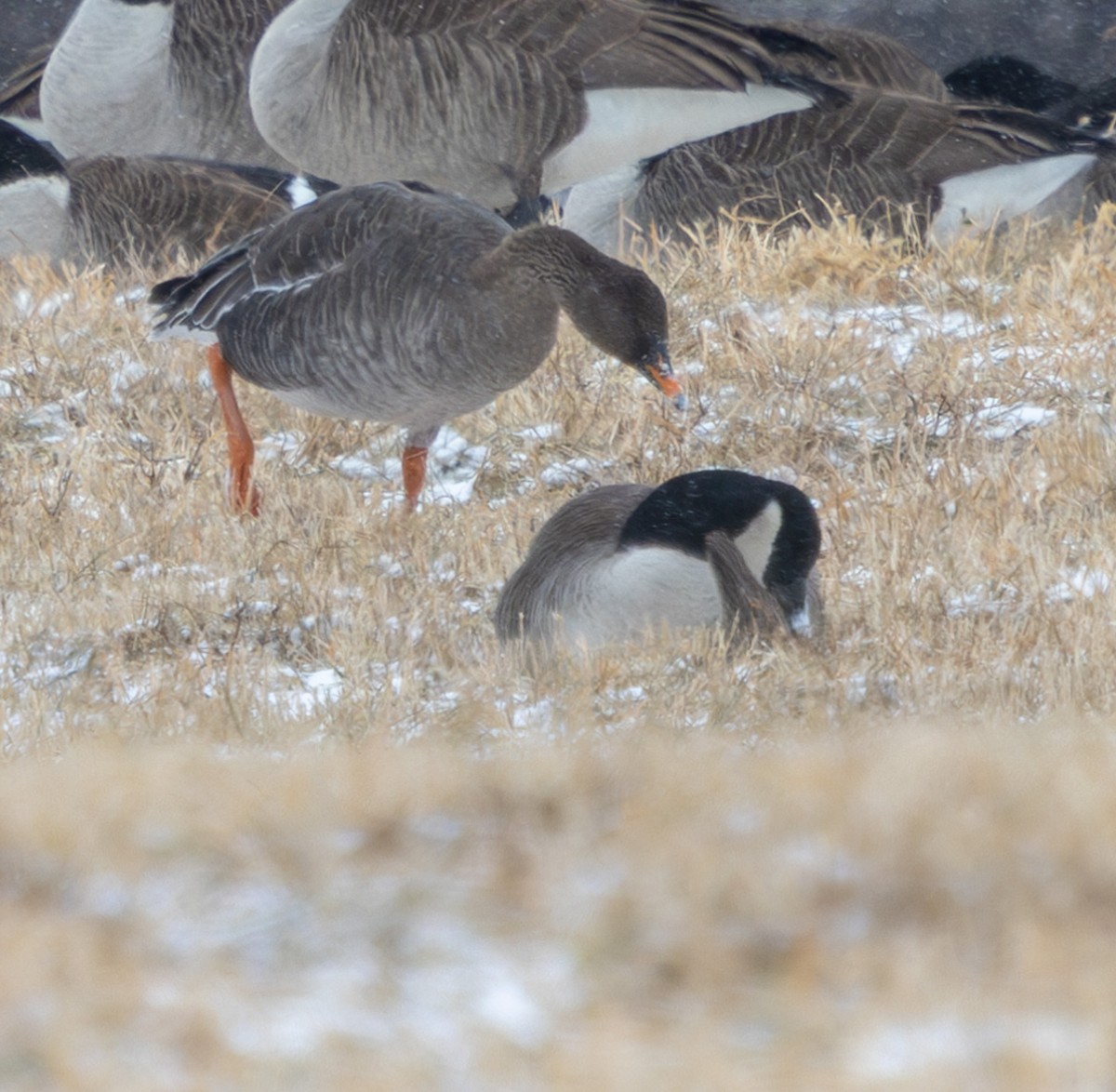 Taiga Bean-Goose - ML628977672