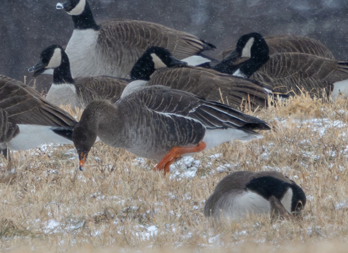 Taiga Bean-Goose - ML628977673