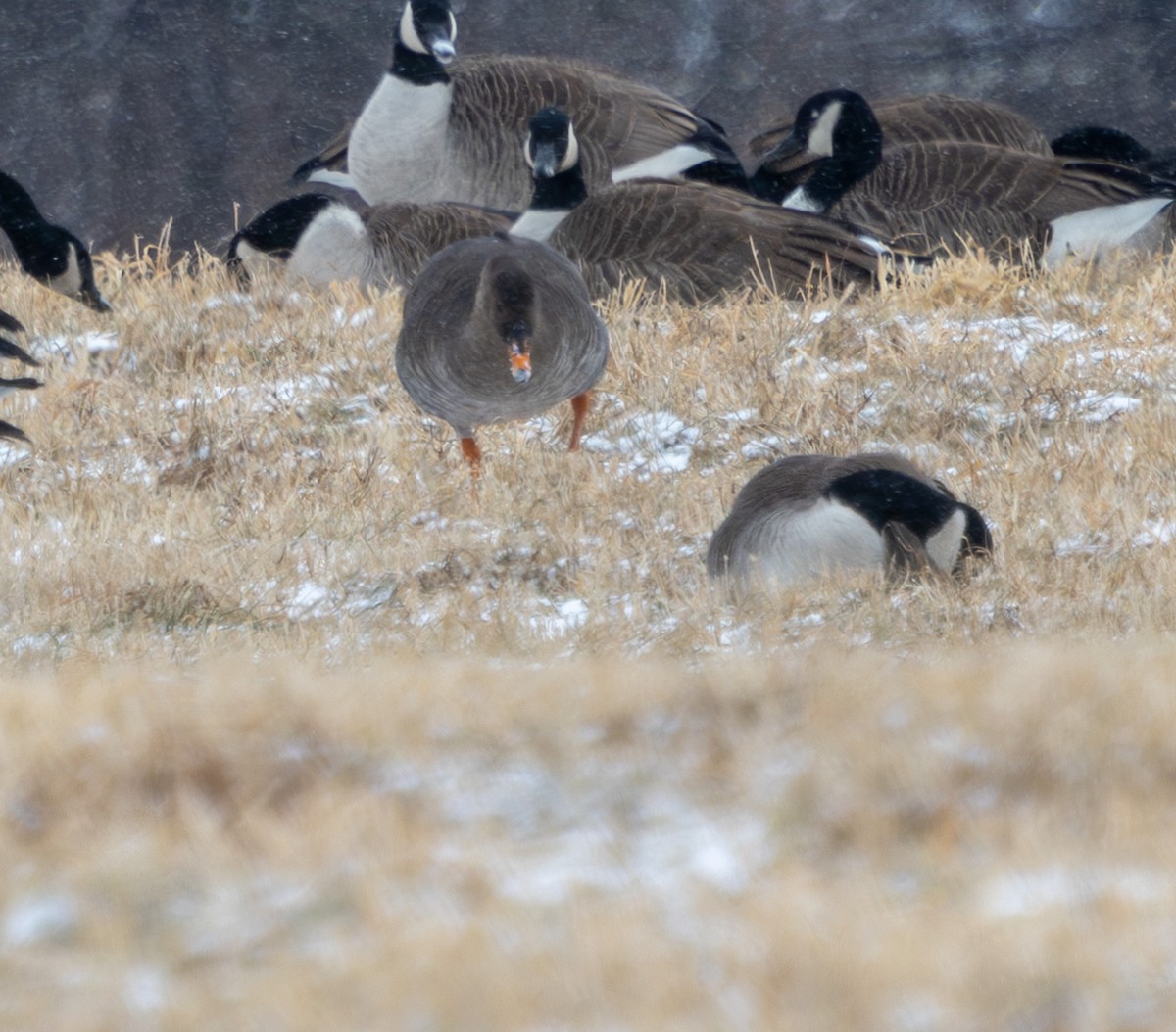 Taiga Bean-Goose - ML628977674