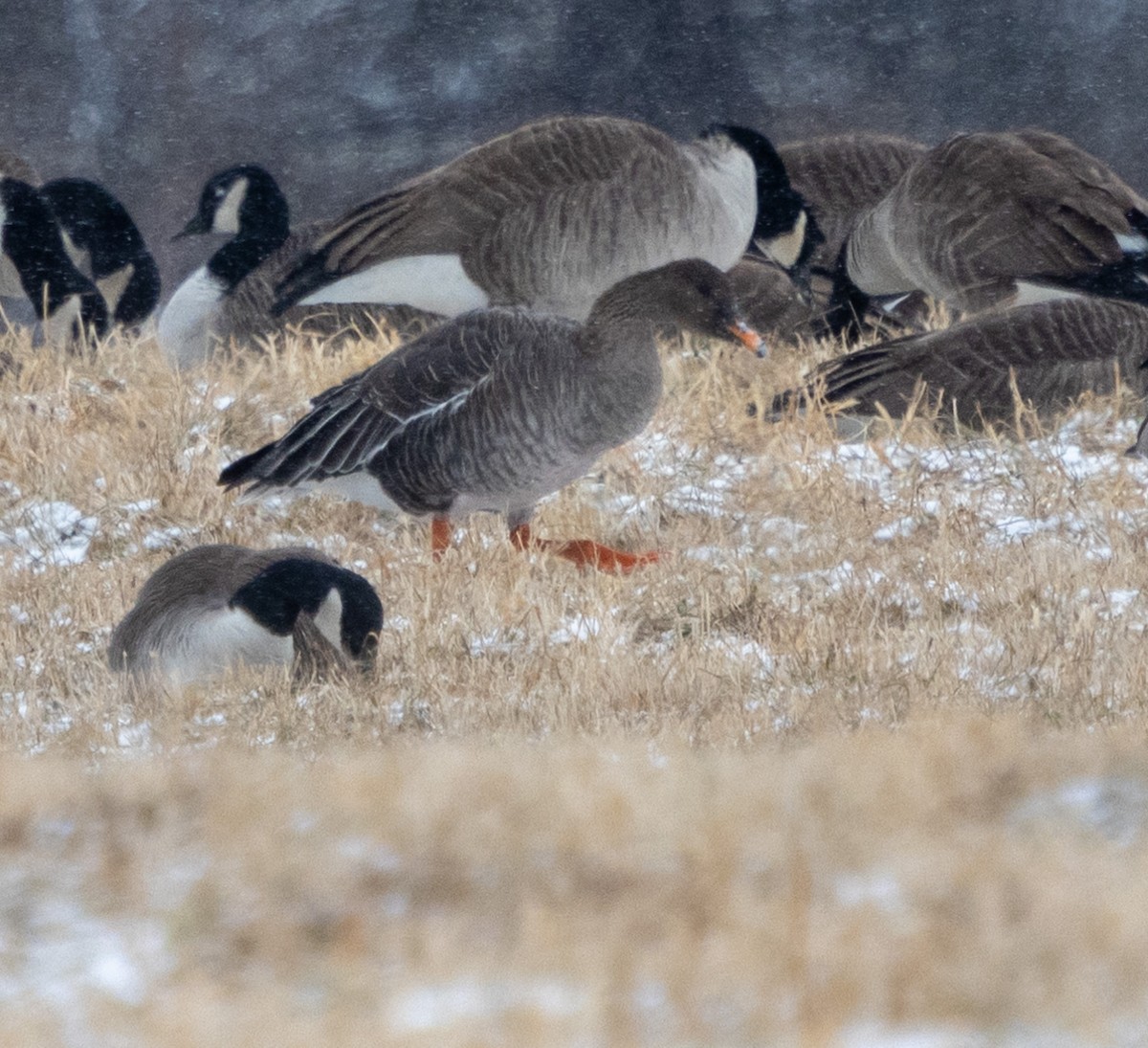 Taiga Bean-Goose - ML628977675