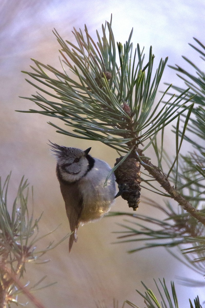 Crested Tit - ML628977676