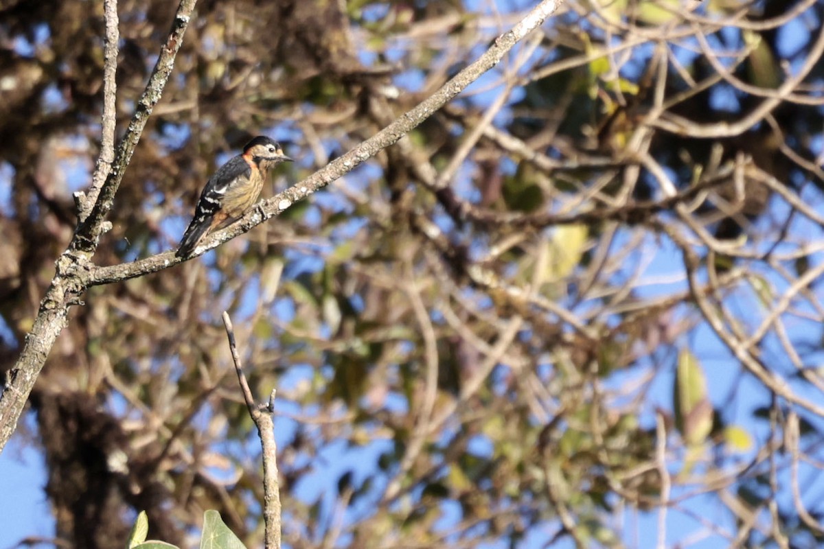 Crimson-naped Woodpecker - ML628977678