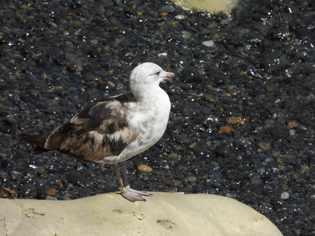 Dolphin Gull - ML628977689