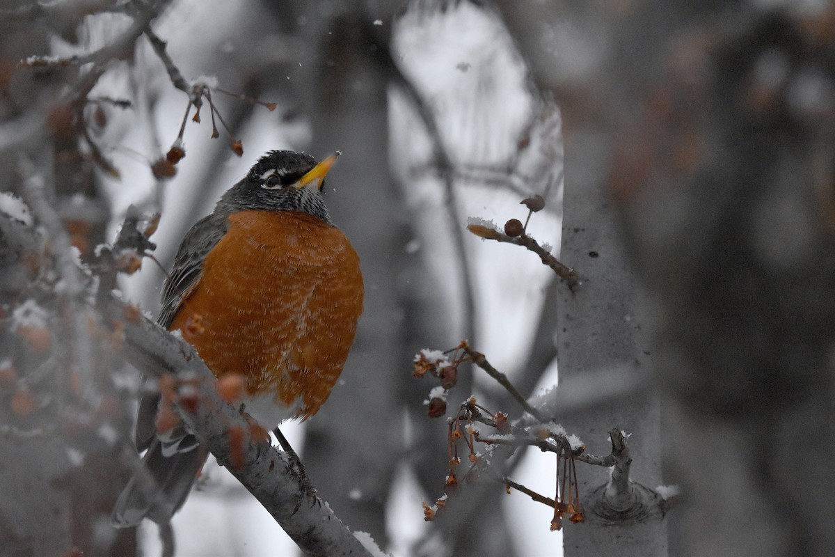 American Robin - ML628977761