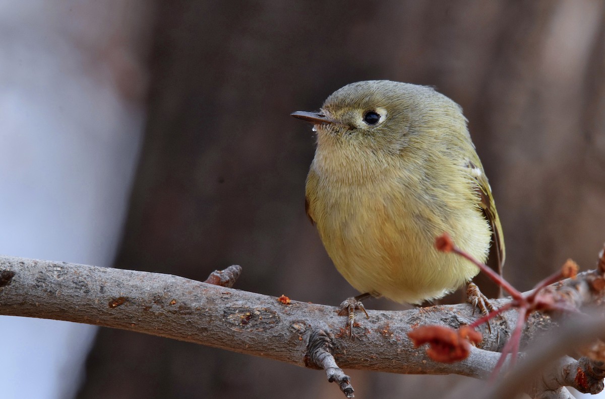 Ruby-crowned Kinglet - ML628977778