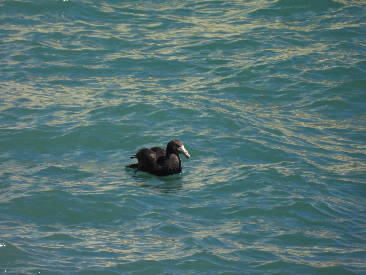 Southern Giant-Petrel - ML628977969