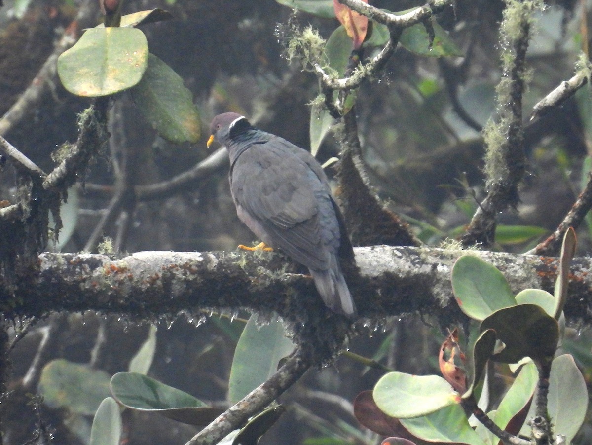 Band-tailed Pigeon (White-necked) - ML628978064