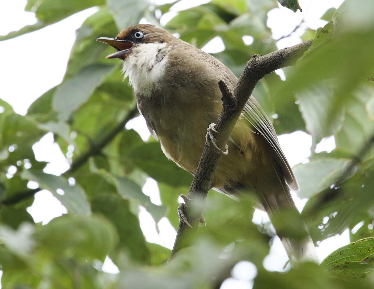 White-throated Laughingthrush - ML628978147