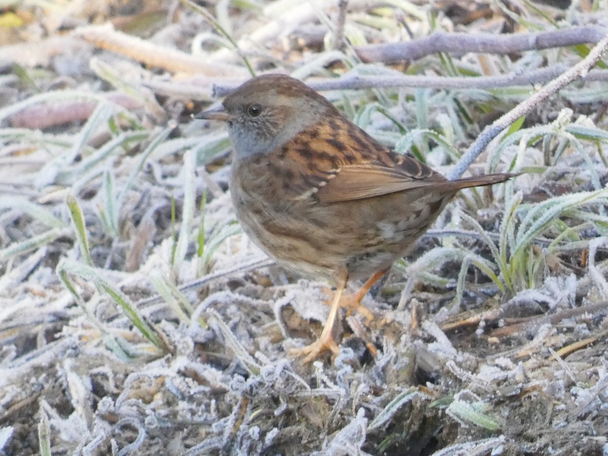 Dunnock - ML628978349
