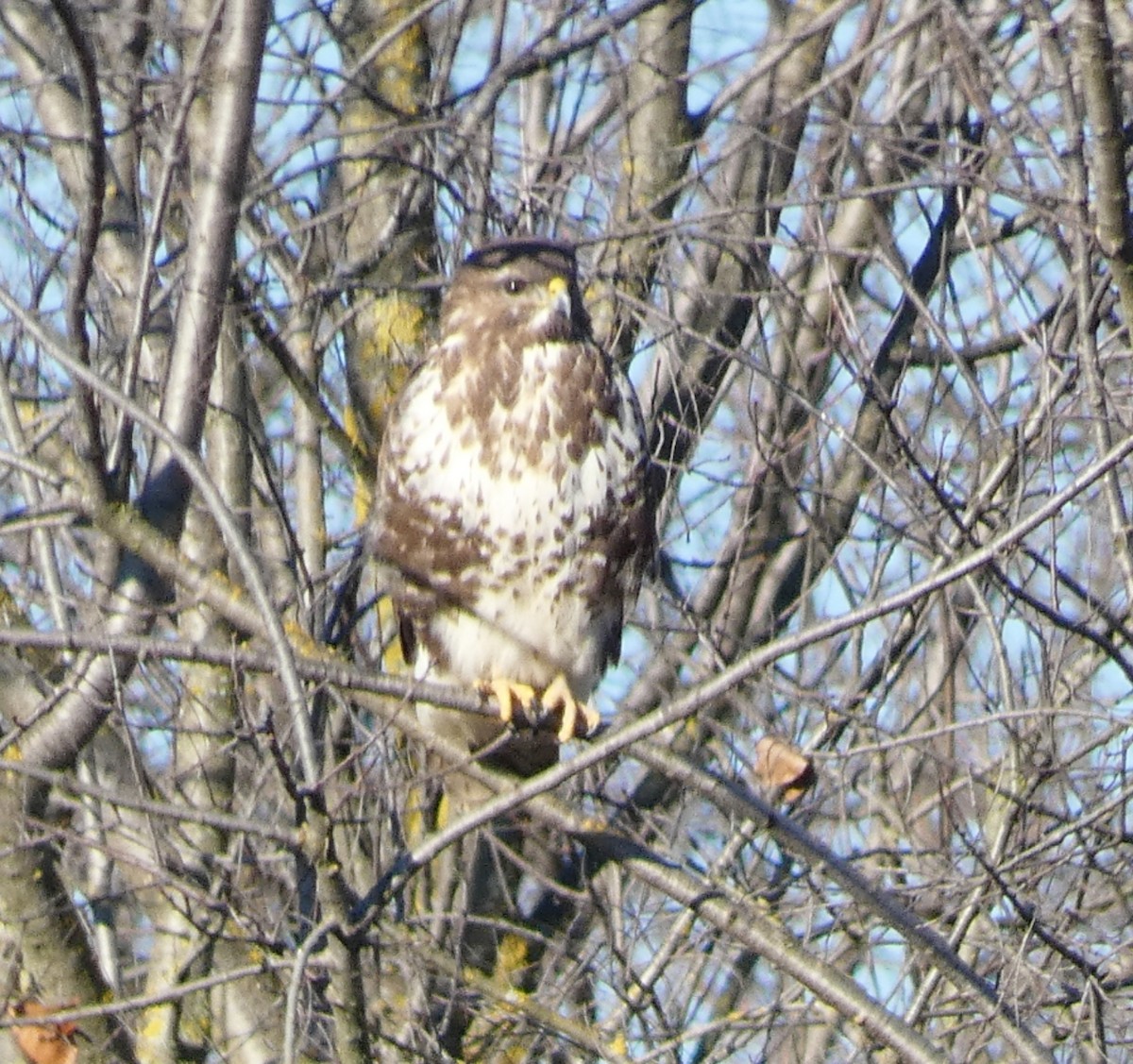 Common Buzzard - ML628978366