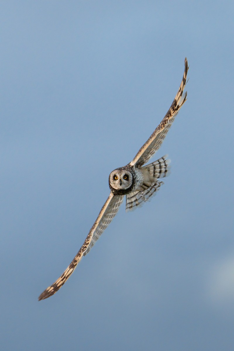 Short-eared Owl - ML628978407