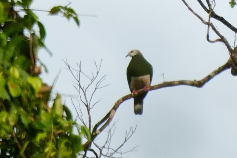 Pink-bellied Imperial-Pigeon - ML628978504