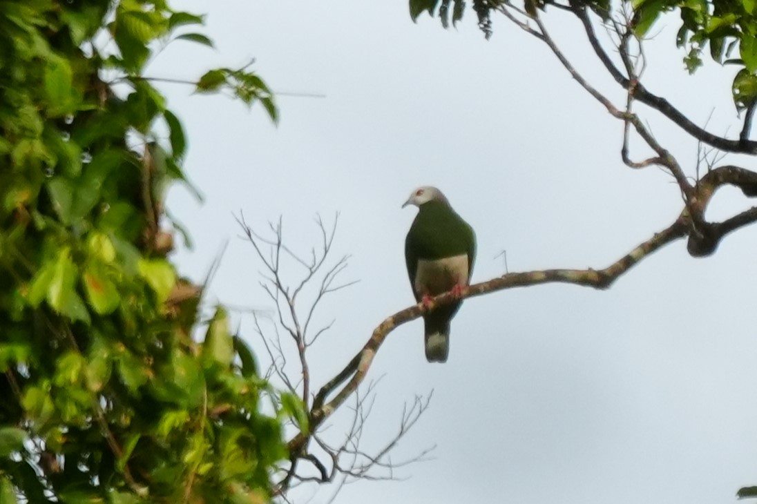 Pink-bellied Imperial-Pigeon - ML628978505