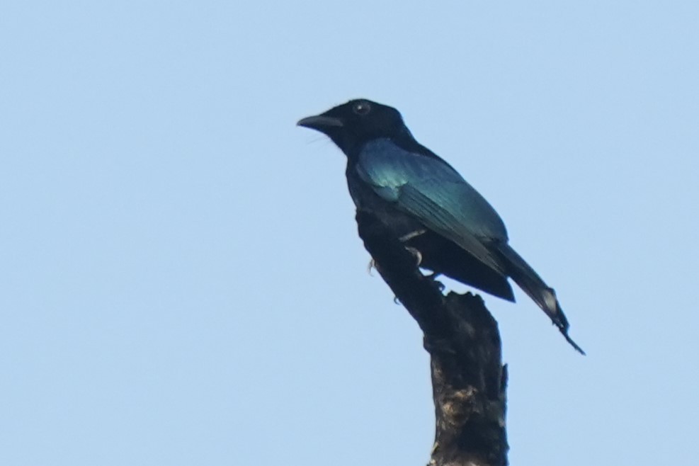 Short-tailed Drongo - ML628978544