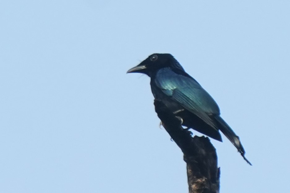 Short-tailed Drongo - ML628978545