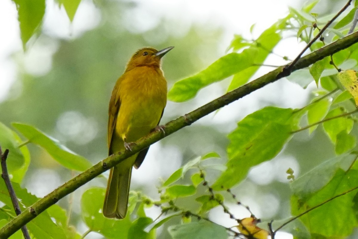 Yellowish Bulbul - ML628978558