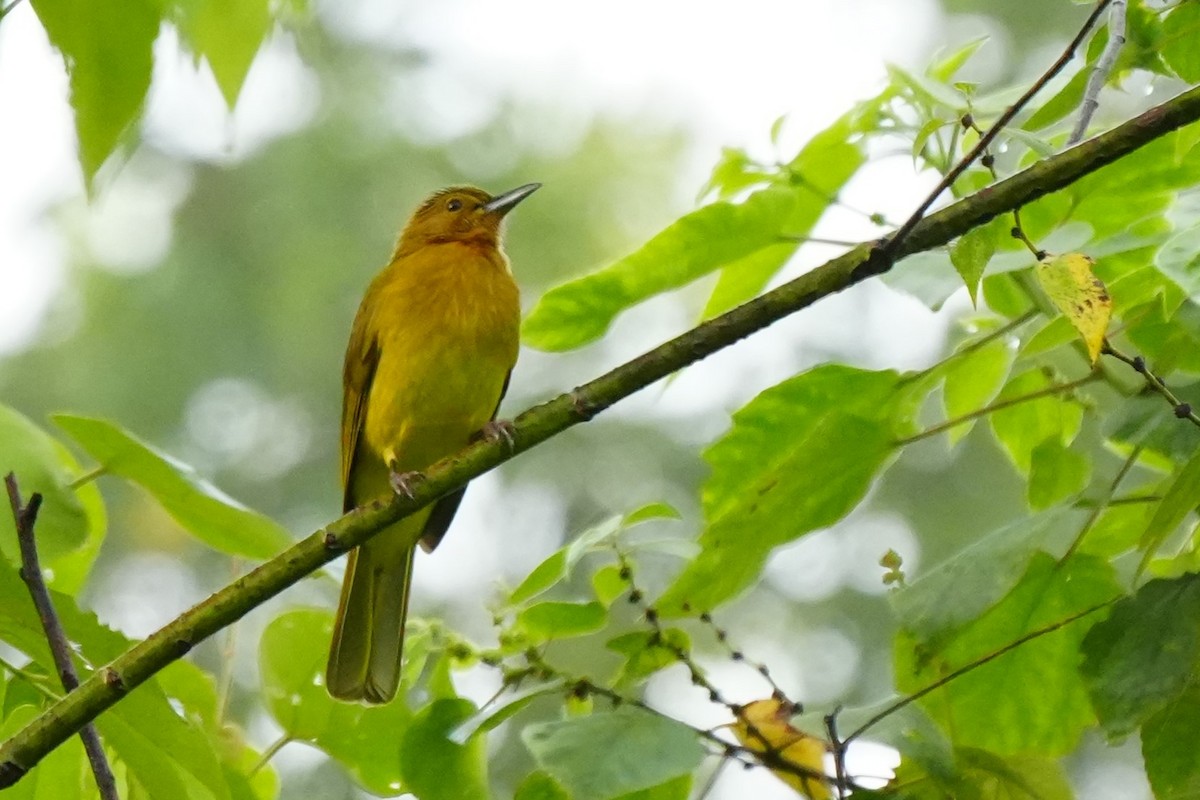 Yellowish Bulbul - ML628978559