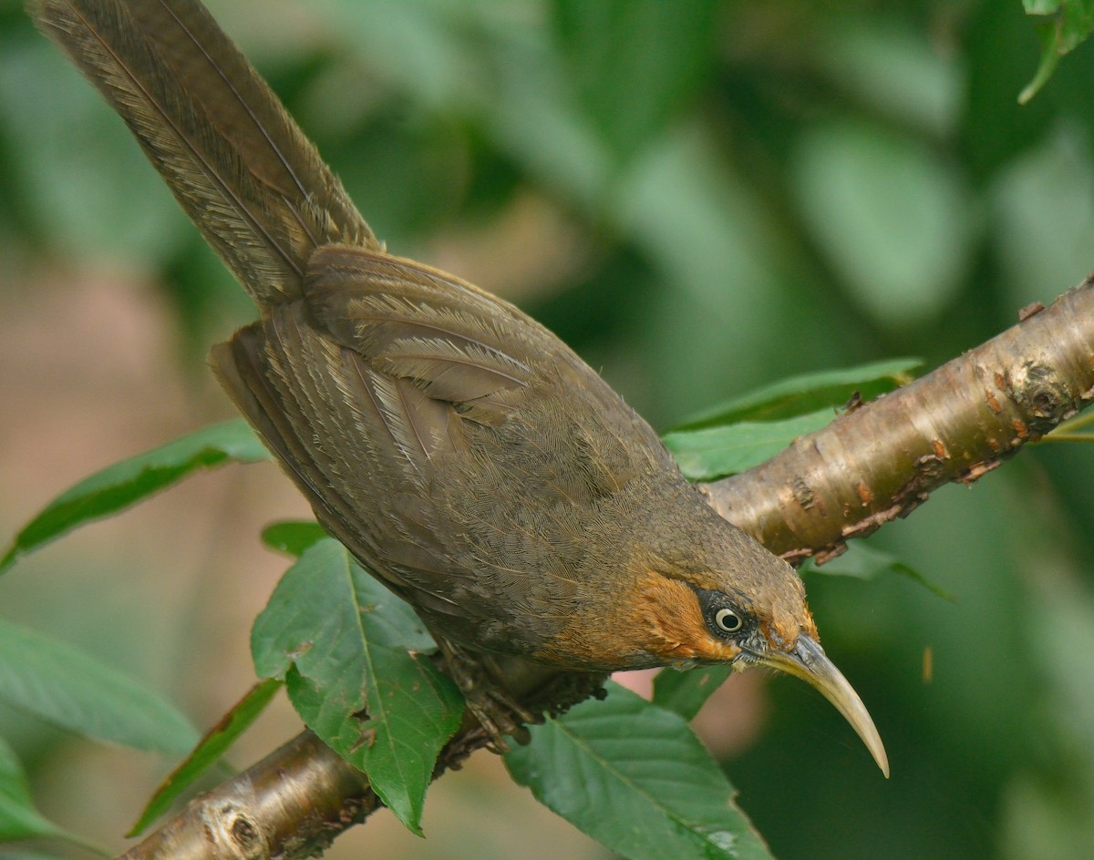 Rusty-cheeked Scimitar-Babbler - ML628978590