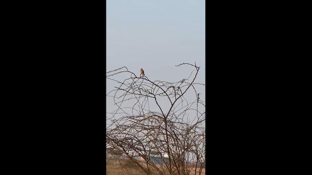 Alouette à ailes rousses - ML628978612