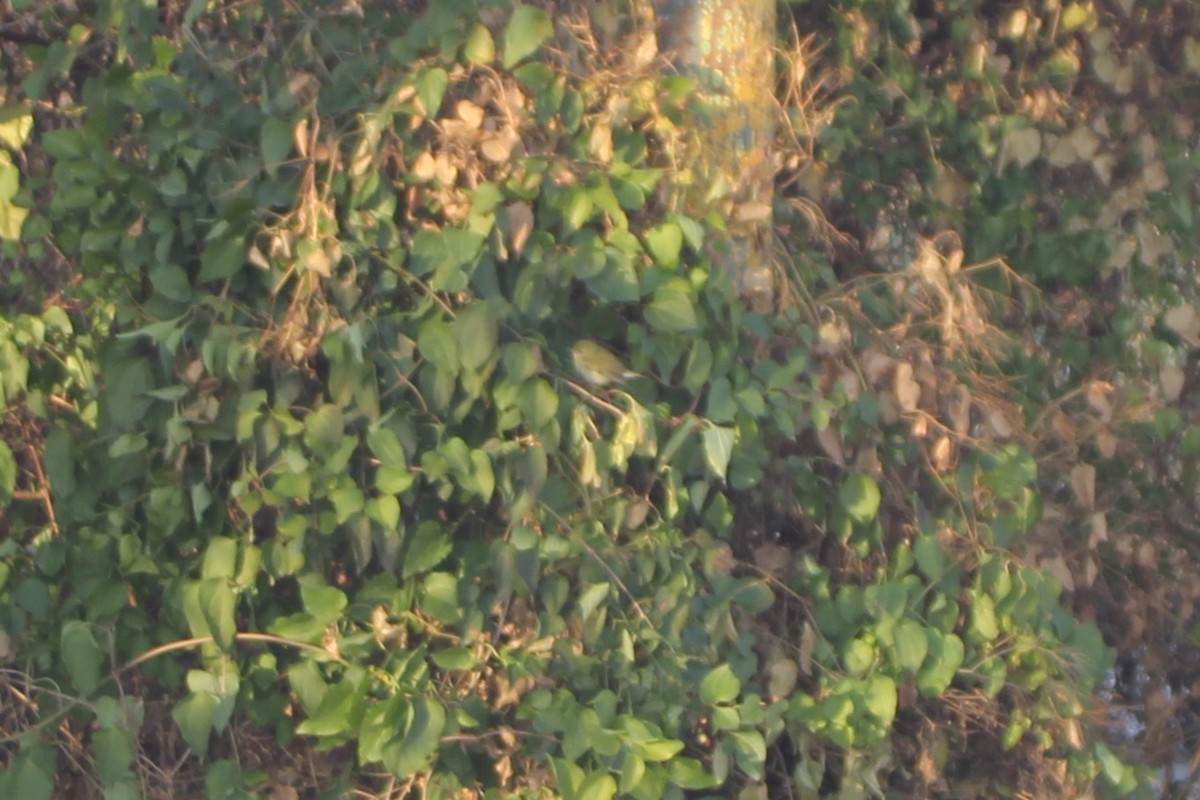 Tennessee Warbler - ML628978613