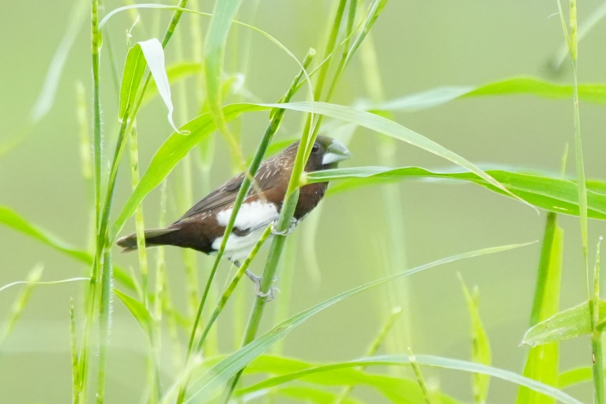 White-bellied Munia - ML628978861