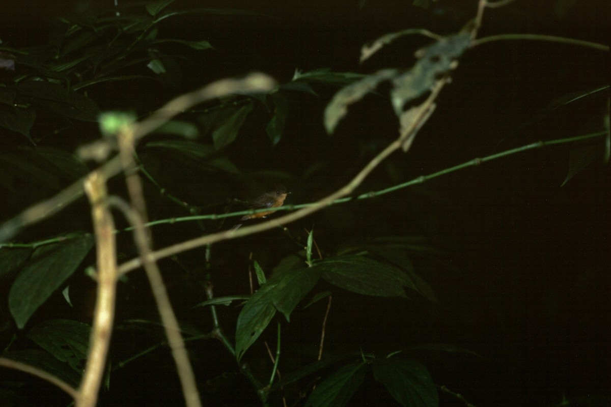 Kleinantillen-Schnäppertyrann (latirostris) - ML628978964
