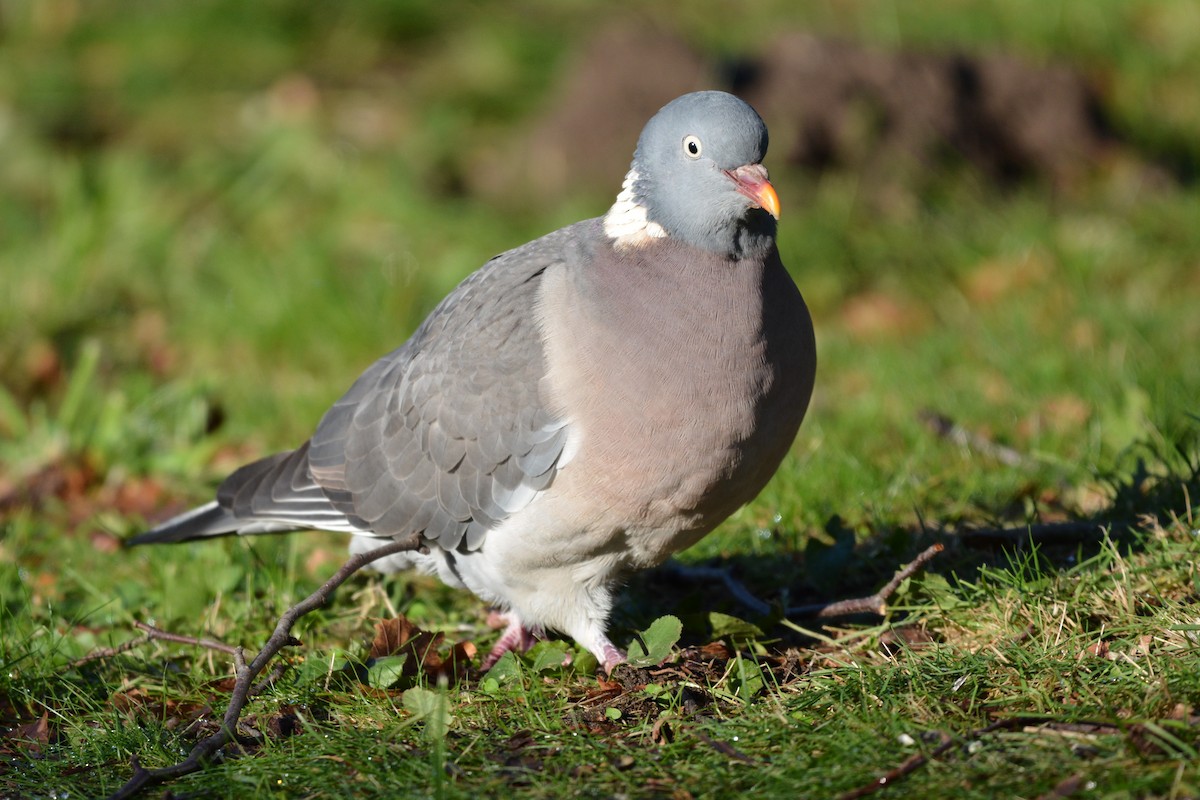 Ойн тагтаа - ML628979052