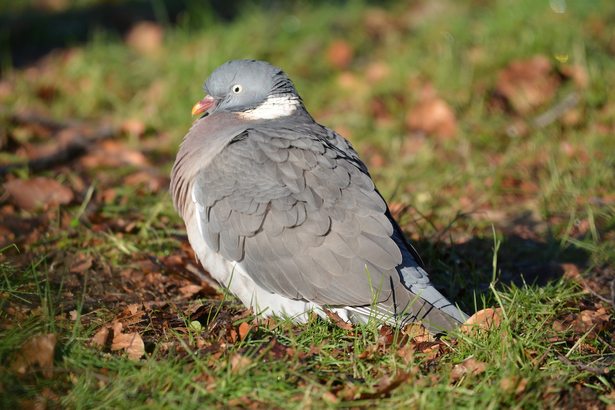 Ойн тагтаа - ML628979066