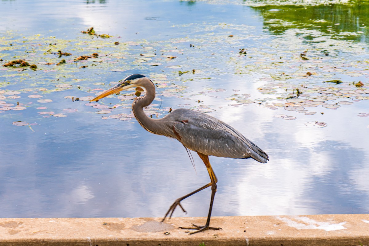 Great Blue Heron - ML628979116