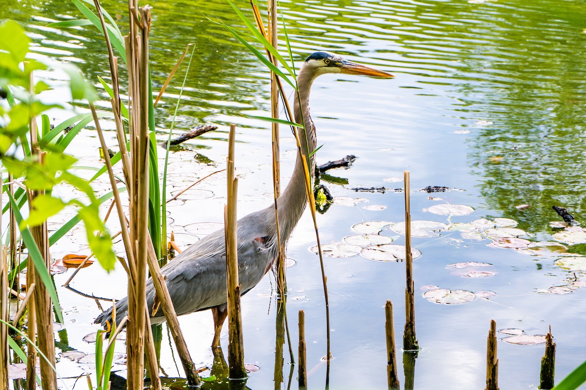 Great Blue Heron - ML628979117