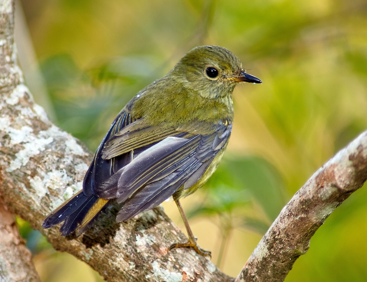 White-starred Robin - ML628979320