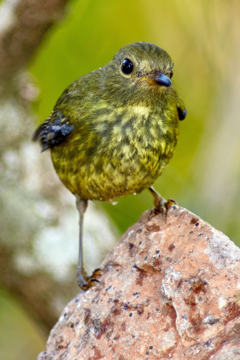 White-starred Robin - ML628979333