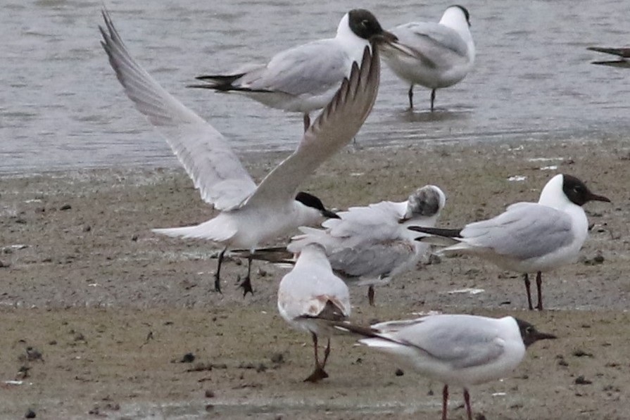 Gull-billed Tern - ML628979335