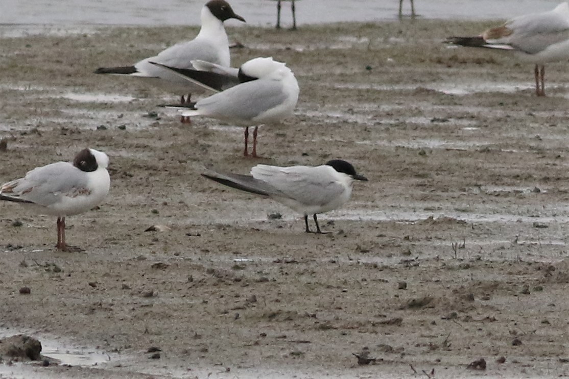 Gull-billed Tern - ML628979336