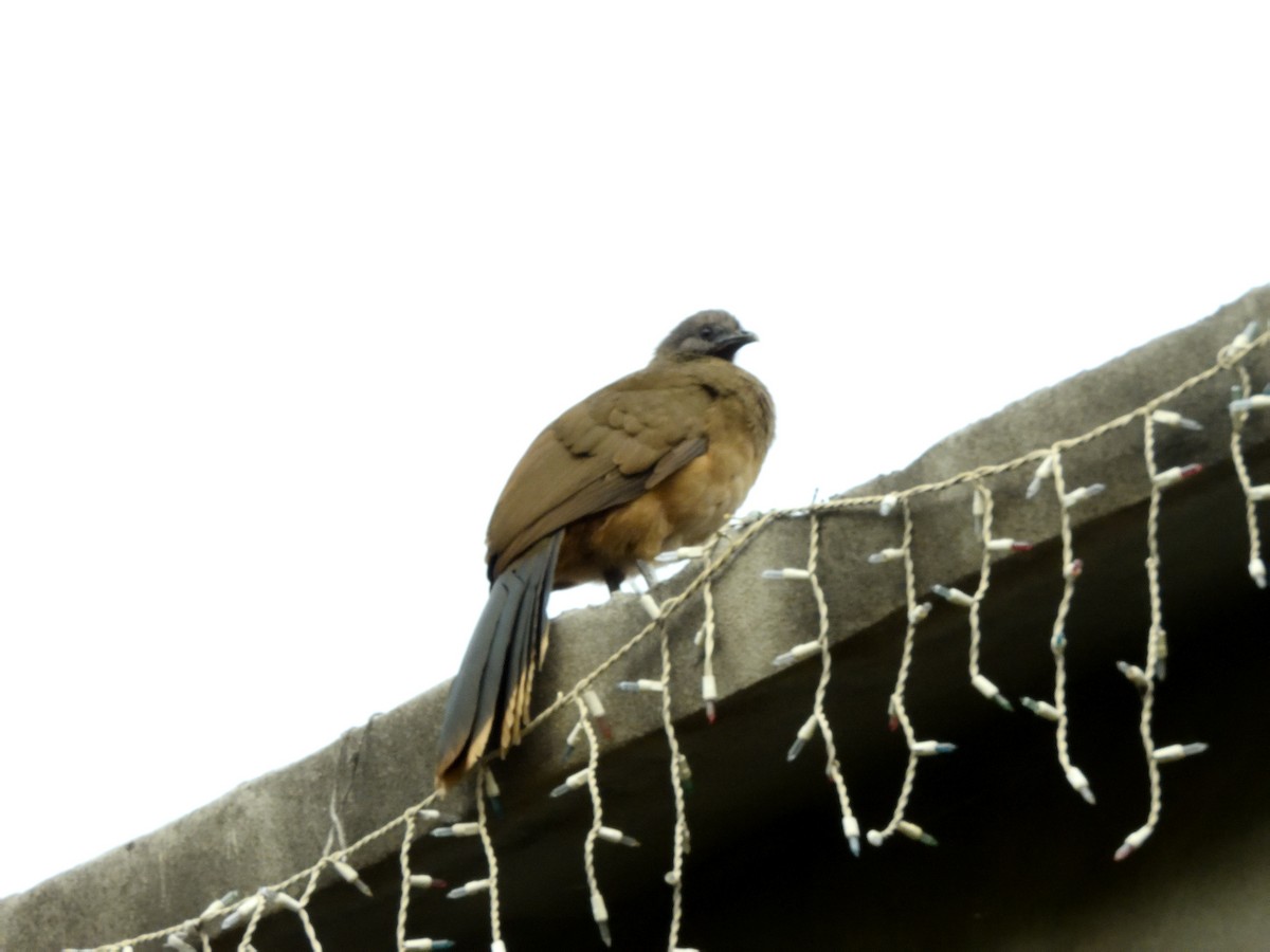 Plain Chachalaca - ML628979499