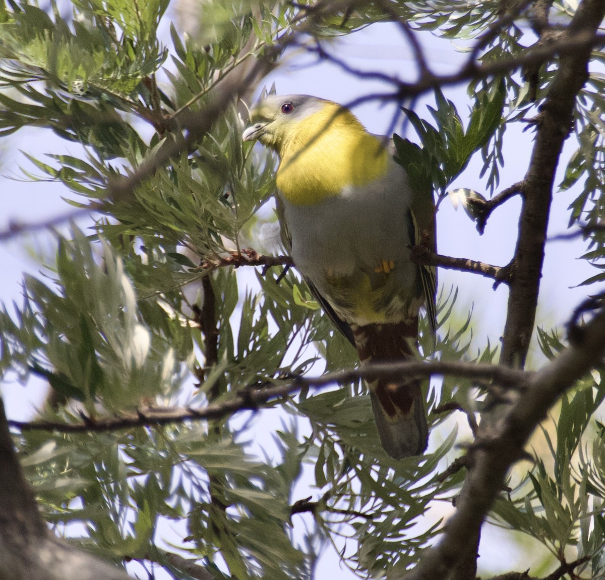 Yellow-footed Green-Pigeon - ML628979569