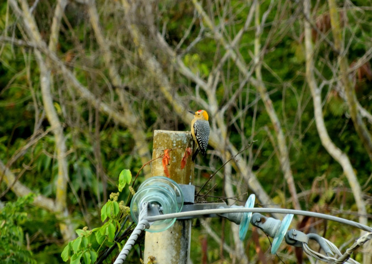 Golden-fronted Woodpecker - ML628979576