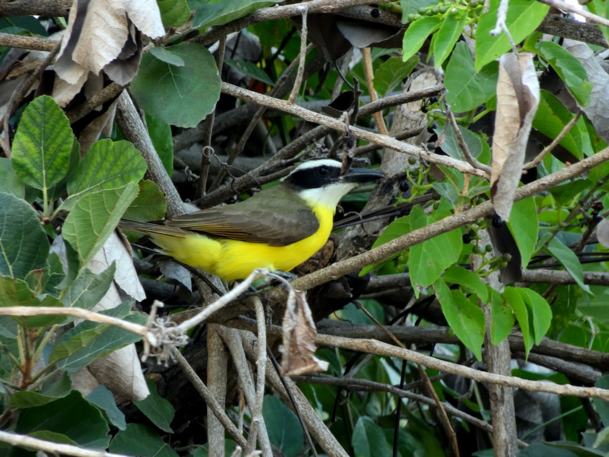 Boat-billed Flycatcher - ML628979581