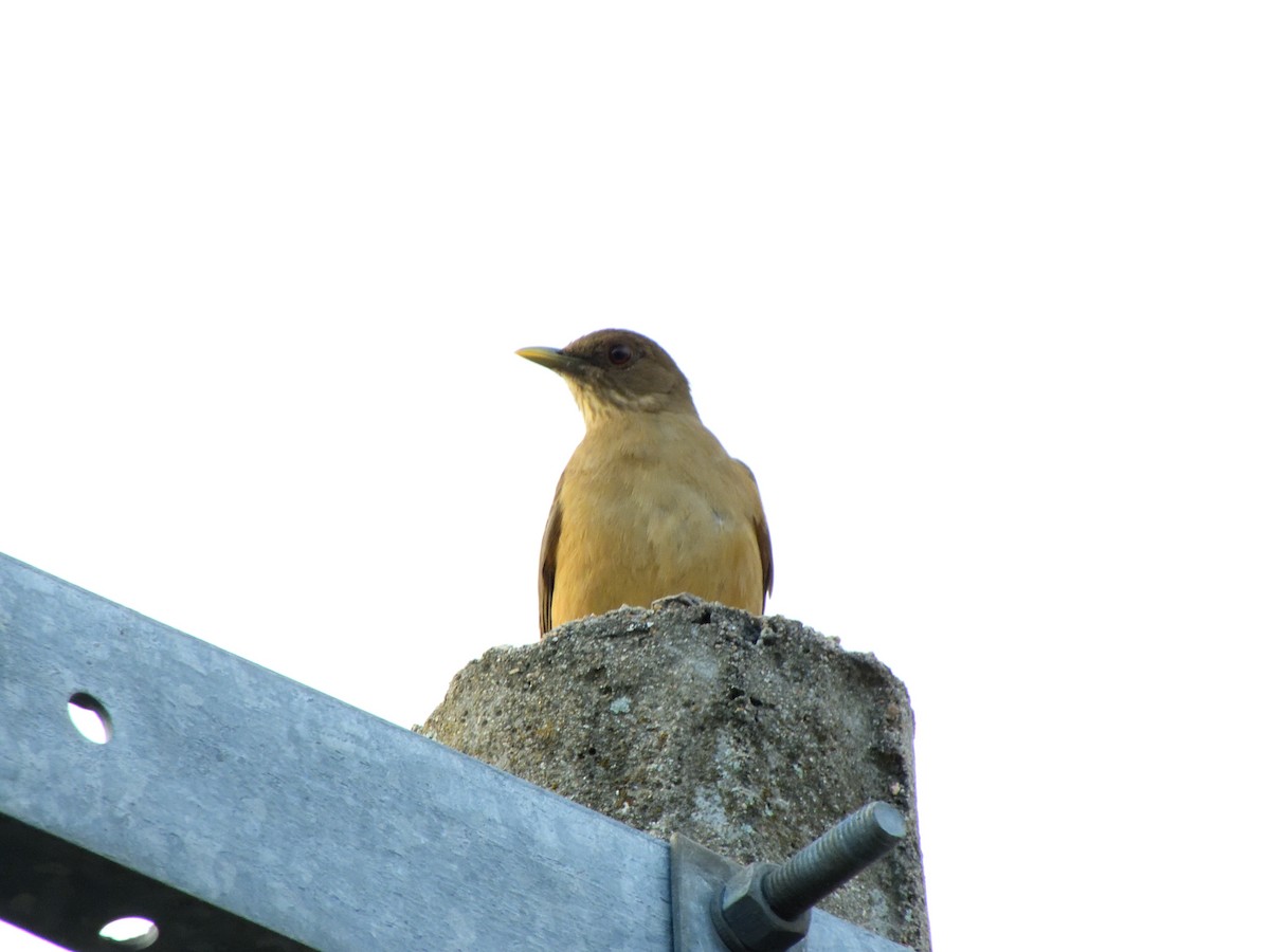 Clay-colored Thrush - ML628979589