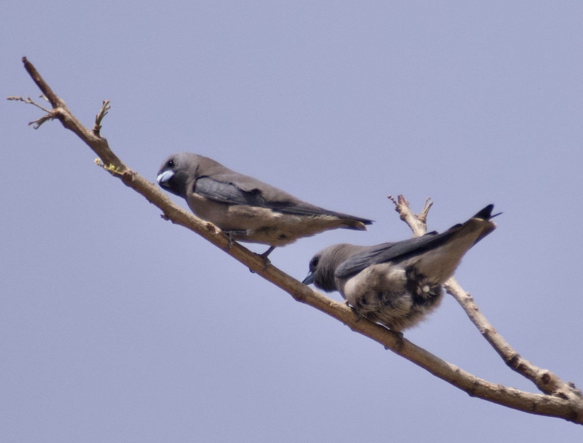 Ashy Woodswallow - ML628979599