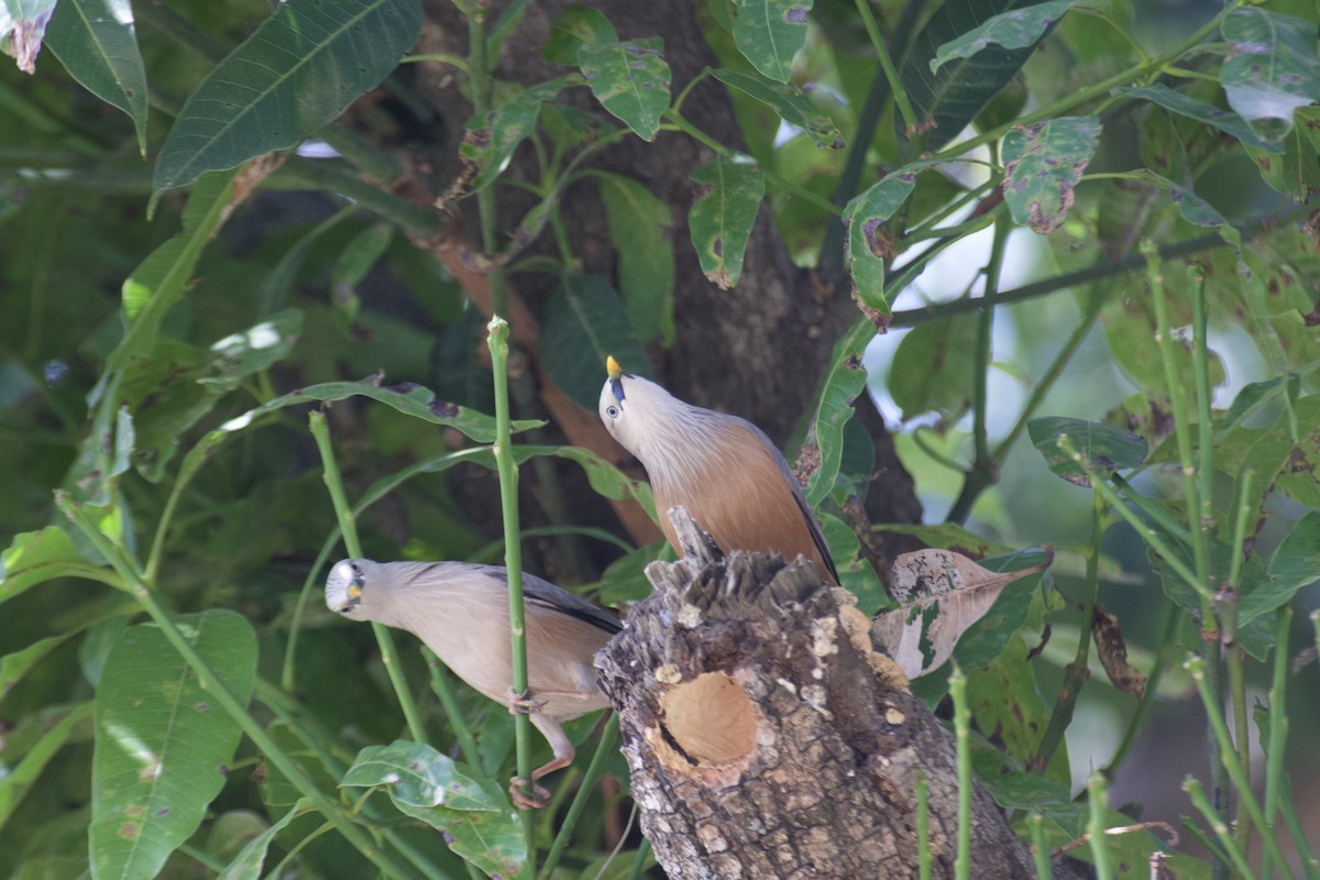 Chestnut-tailed Starling - ML628979637