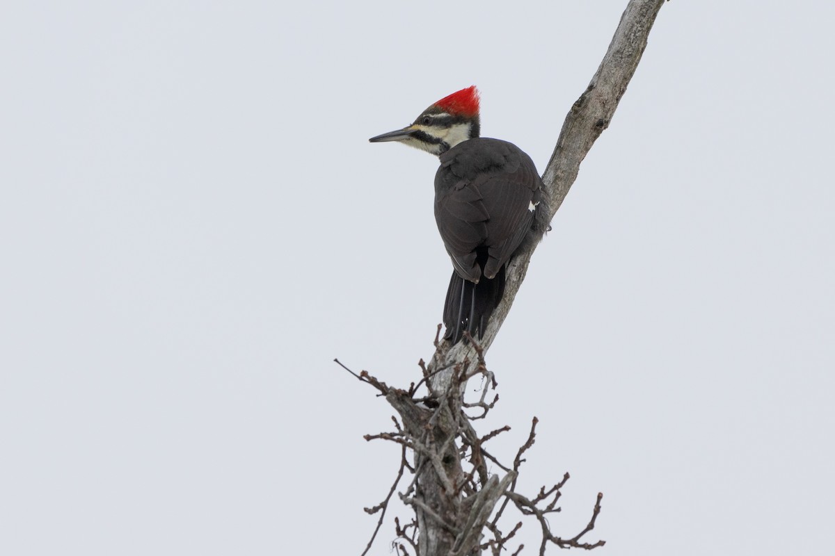 Pileated Woodpecker - ML628979684