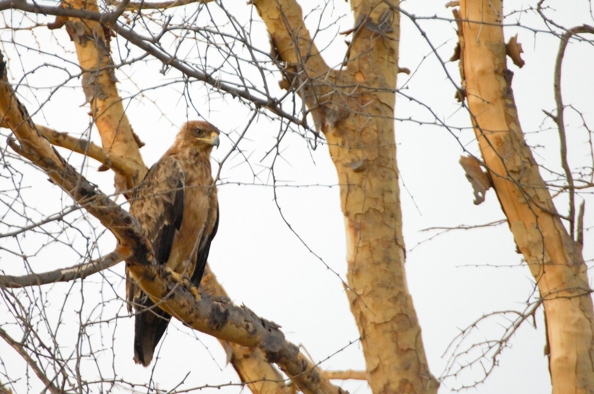 Tawny Eagle - ML628979734