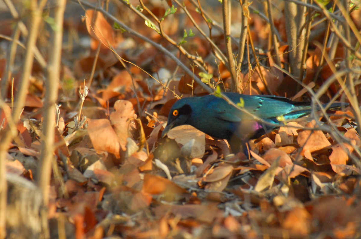 Greater Blue-eared Starling - ML628979826