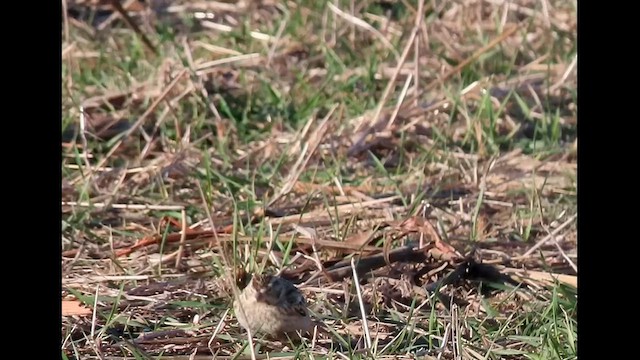 Chestnut-collared Longspur - ML628979929