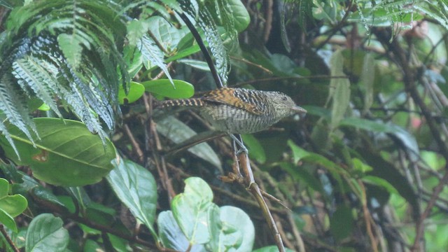 Bar-crested Antshrike - ML628979997
