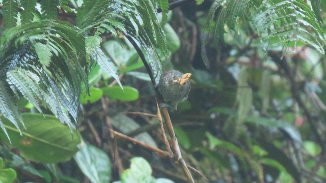 Bar-crested Antshrike - ML628979998