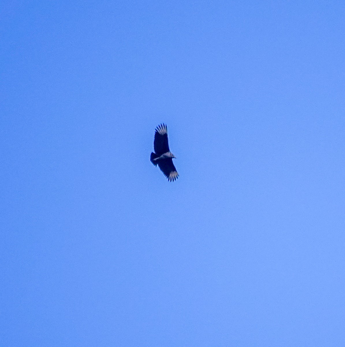 Black Vulture - ML628980002