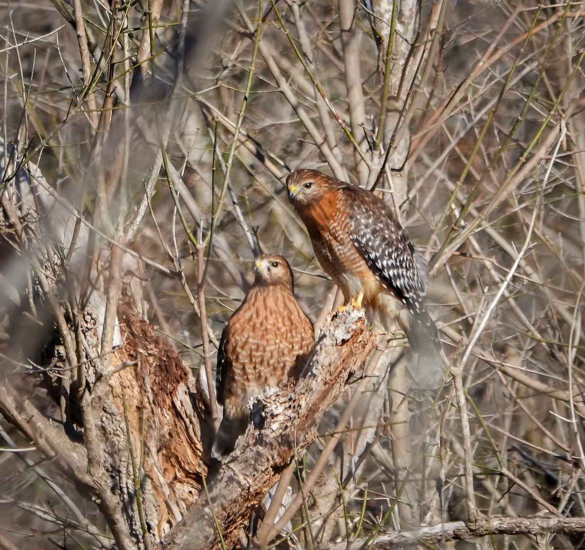 Red-shouldered Hawk - ML628980009